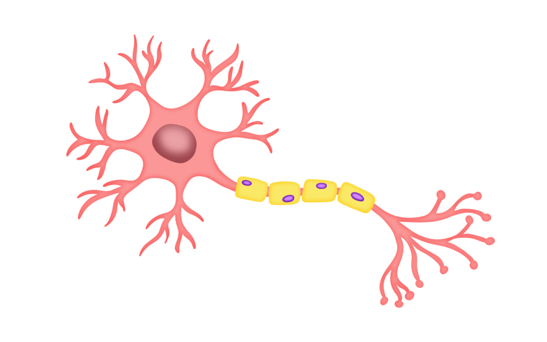 CAR-T-celtherapie, nieuwe hoop voor multiple sclerose