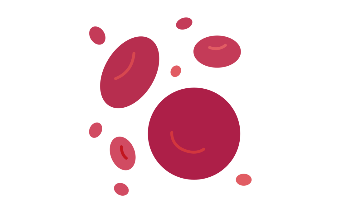 400.000 Belgen nemen orale anticoagulantia, therapietrouw is dan een cruciale uitdaging